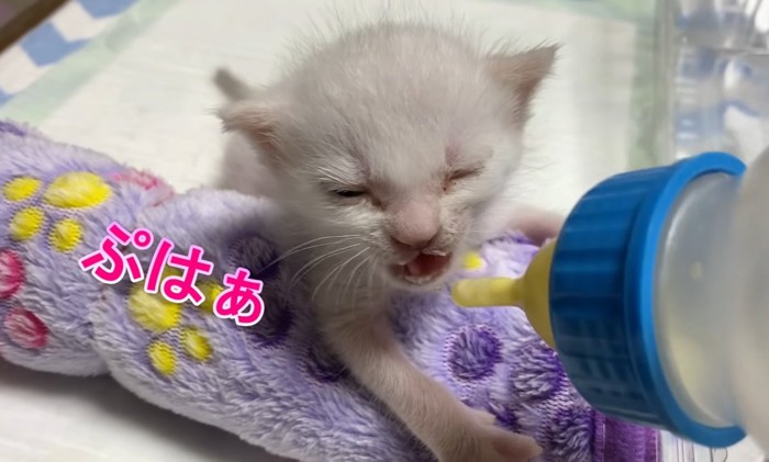 ぷはぁの文字と子猫