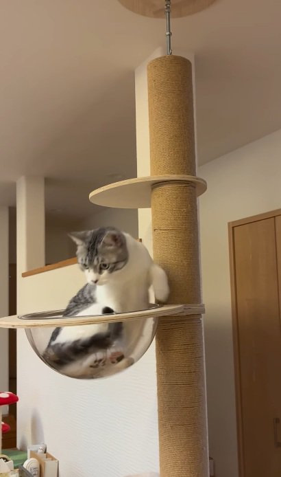キャットタワーのボウルの中にいる猫