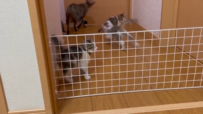 再び廊下へと飛び出した母猫と子猫たちの様子