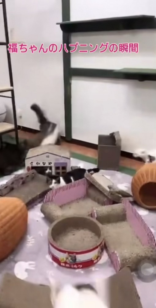 焦る猫ちゃん達