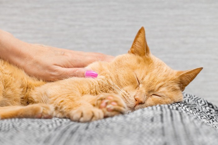 撫でられて気持ちよさそうな猫