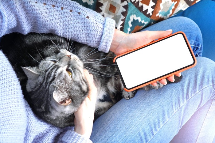 携帯電話を持つ飼い主の手元と膝の上にのった猫