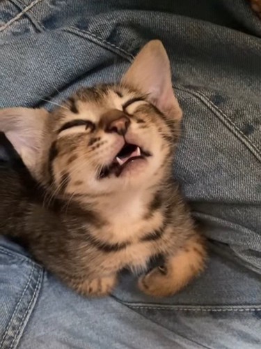 口を開けて寝る子猫