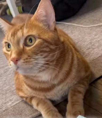 見上げる猫