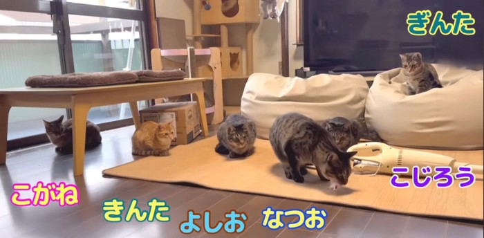 保護された親子と先住猫たち