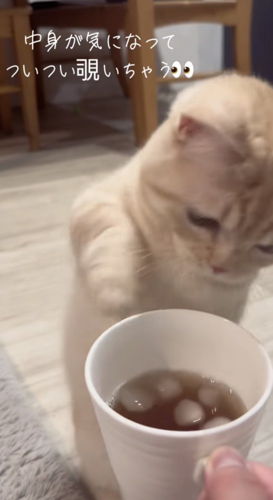 「中身が気になって...」のテロップ写真