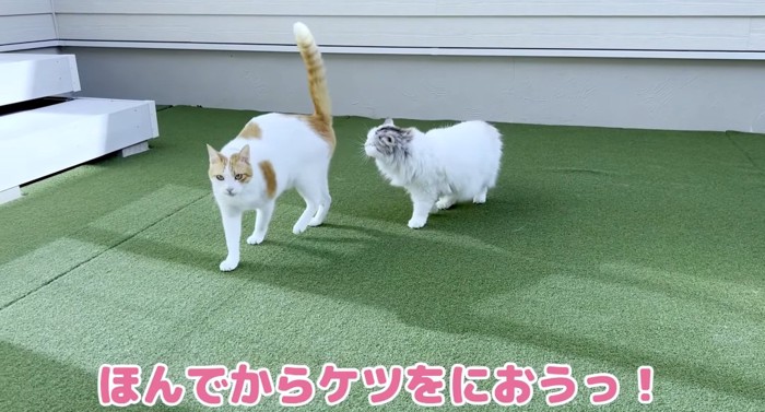 庭で遊ぶ猫