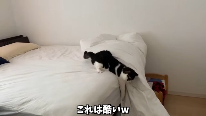 布団を落とす猫