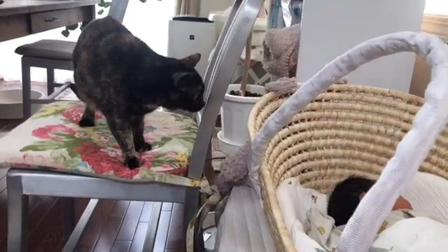 椅子の上の猫1