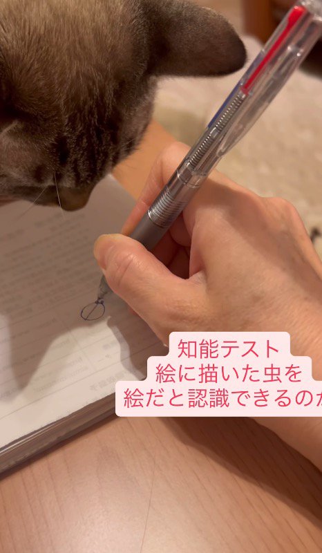 ノートに絵を描く飼い主