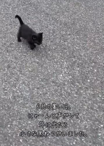 歩く黒猫