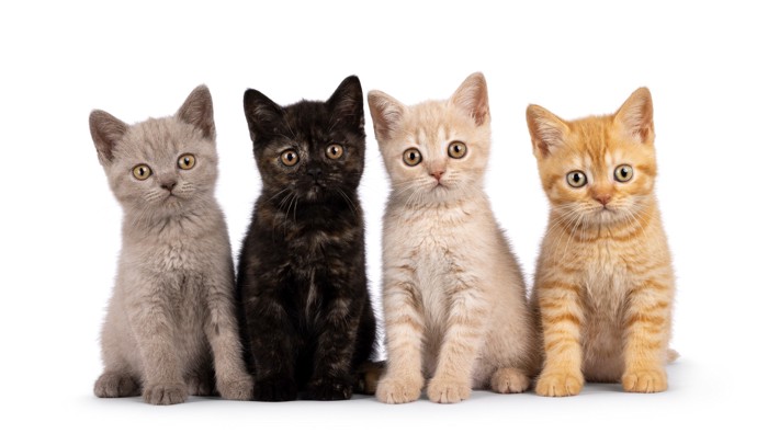 並んで座っている4匹のブリティッシュショートヘアの子猫