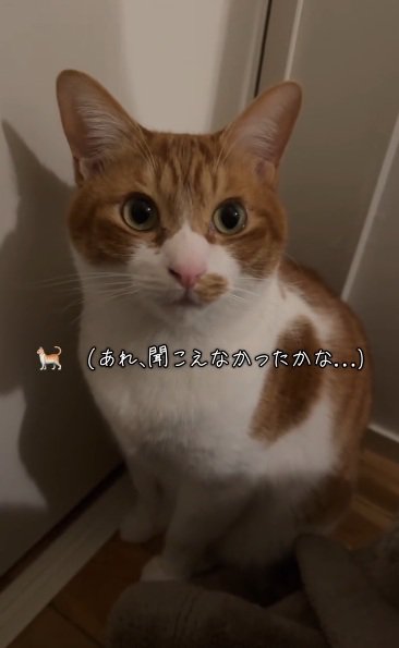 返事が聞こえなかったか不安になる茶白猫