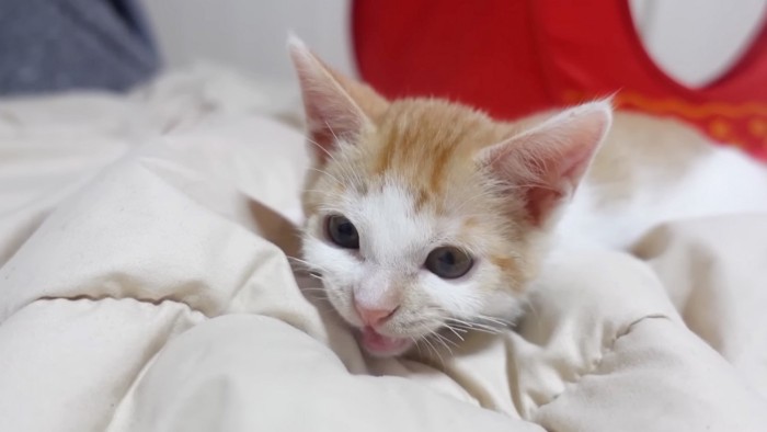 クラッキング猫