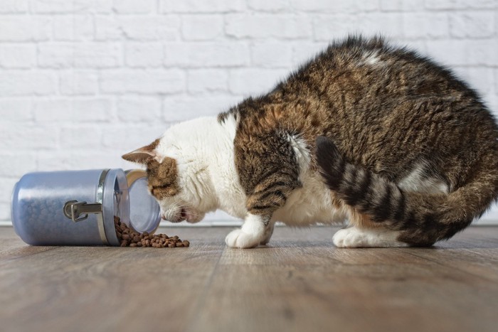 ボトルからフードを食べるキジトラ白