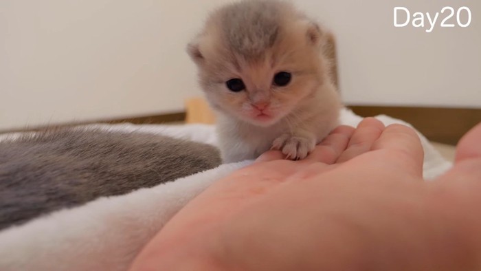 手の上に前足(正面)