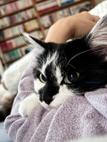 飼い主の腕の中にハマる猫