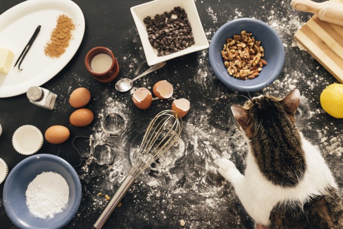 食材を散らかしている猫