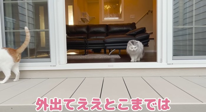 外に出る猫