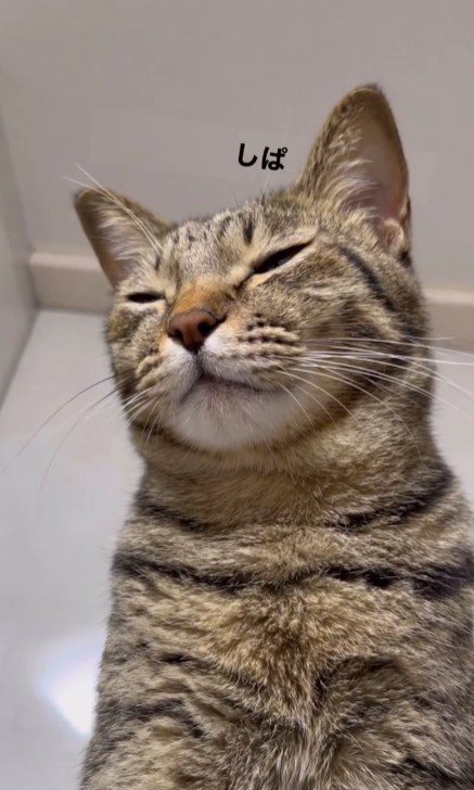 まばたきをする猫