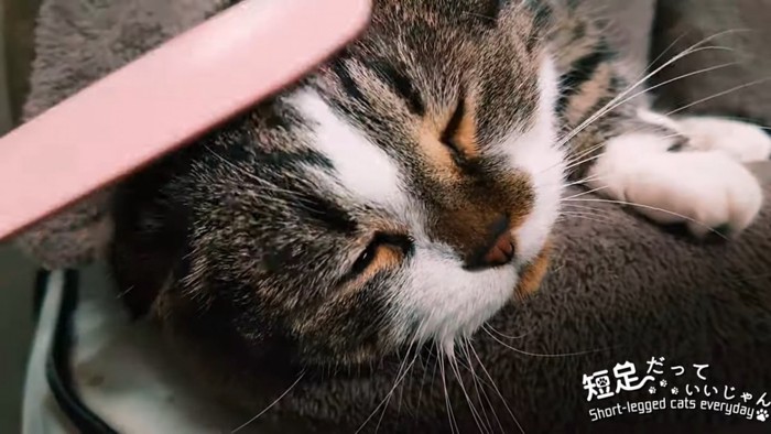 目を閉じる猫