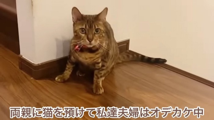 座る猫