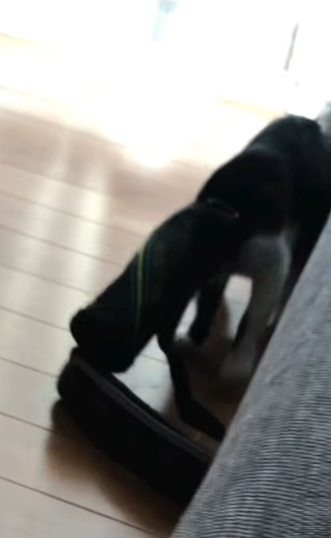 水筒ケースを頭から被った猫