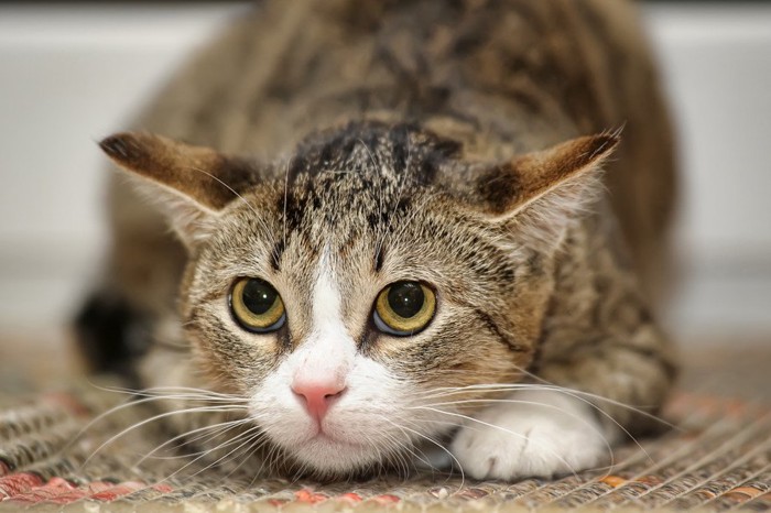 伏せをする猫