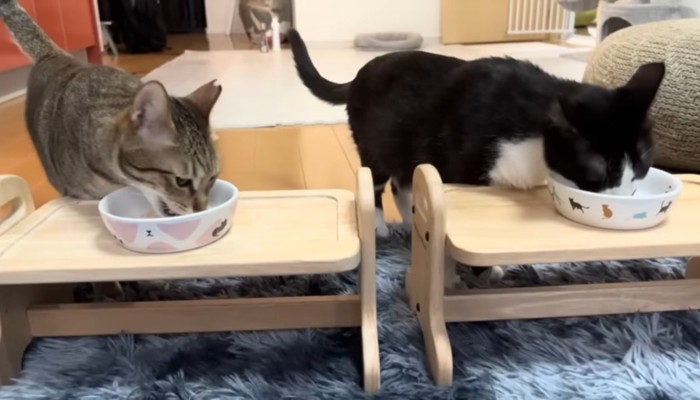 鮭を食べる猫