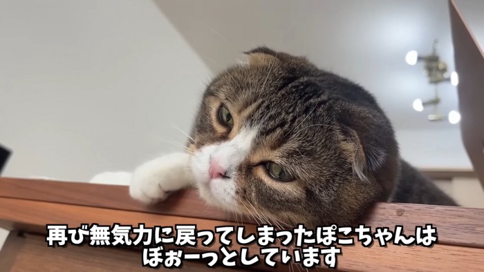 寝そべる猫の顔