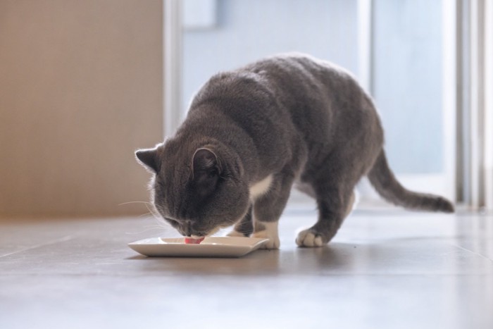 体をかがめて食事をする猫