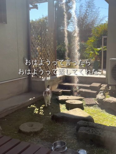 庭にいる猫