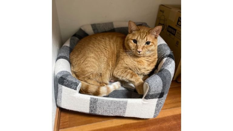 ねこベッドと猫