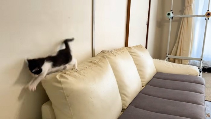 ソファの背もたれの上にいる子猫