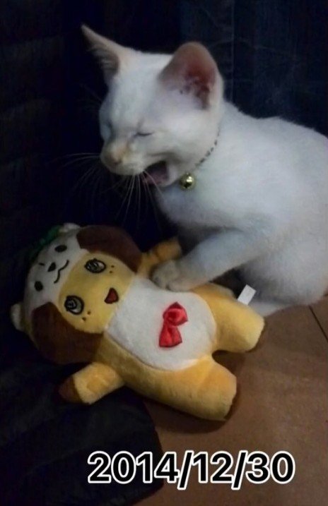 あくびをする子猫