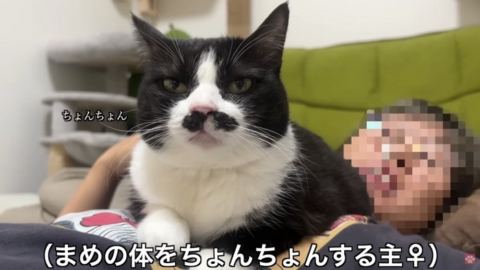 くろまめちゃんをツンツン