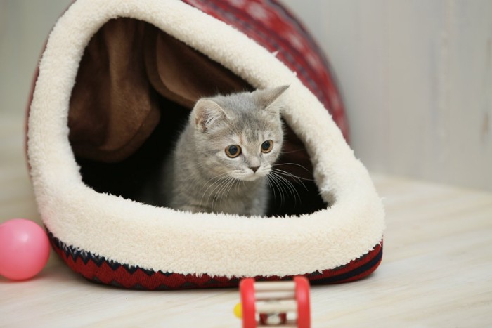 ドーム型ベッドに入る猫