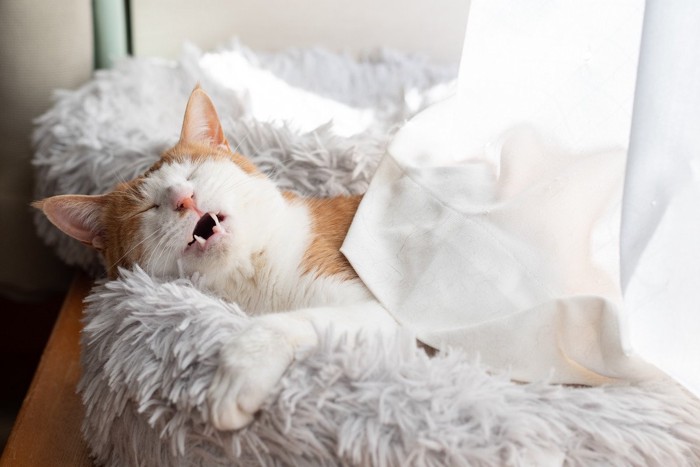 カーテンを体にかけて寝ている茶白猫
