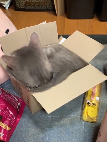 猫の後頭部