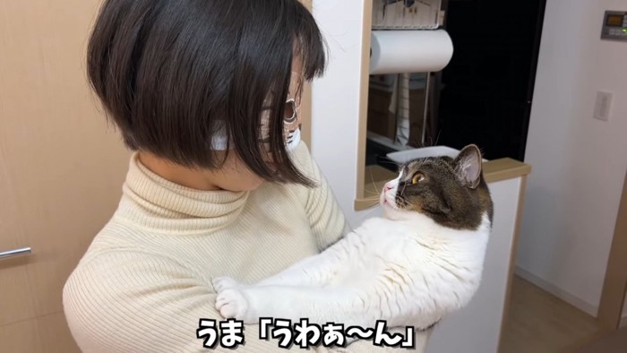 抱っこされる立ち耳猫