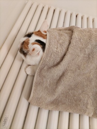 お風呂のフタの上に乗る猫