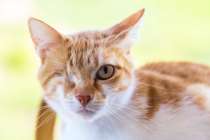 こちらを見つめる片目の猫