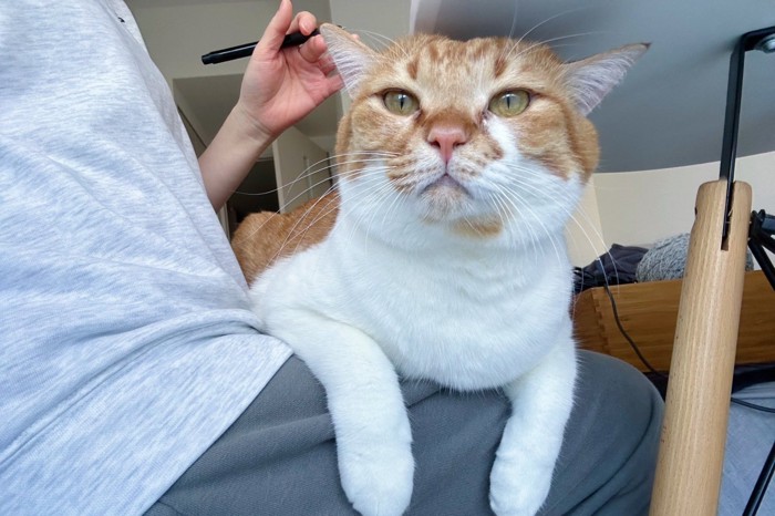 人のひざの上に乗る猫