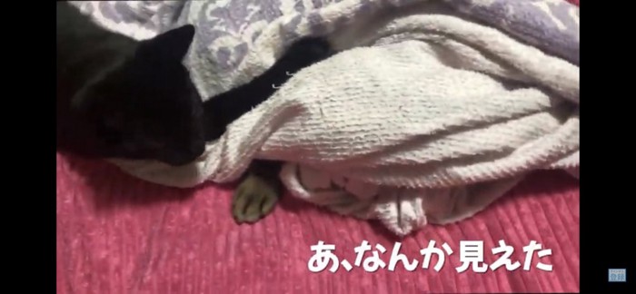 じゃれる猫と猫の手