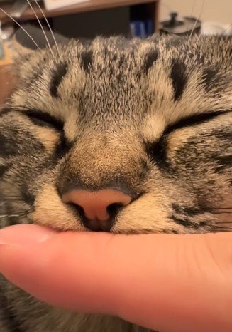 猫の顔のアップ