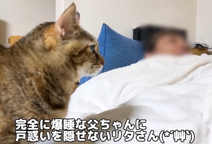 寝ている人の方を向く猫（完全に爆睡な父ちゃんに戸惑いを隠せないリタさん）