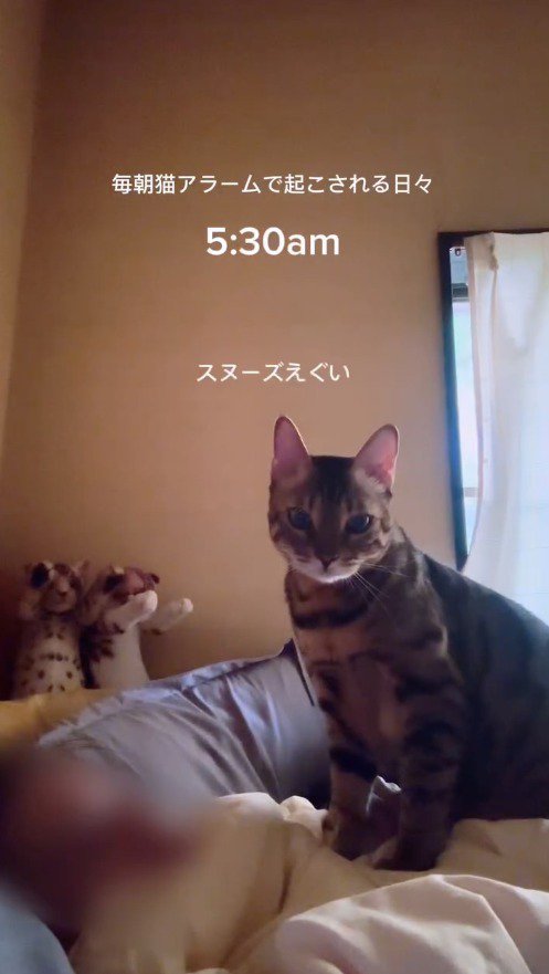 眠っている飼い主の胸の上に座る猫