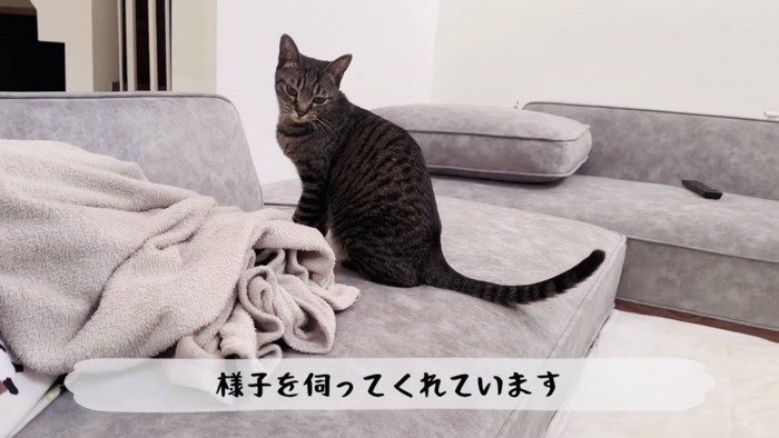 女の子の様子を伺うキジトラ猫