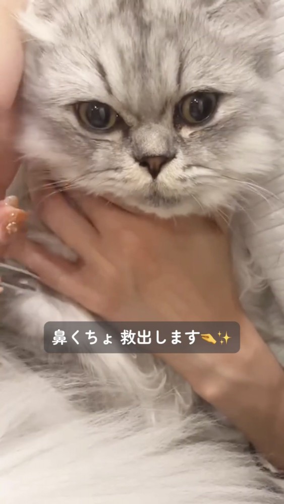 抱っこされる猫