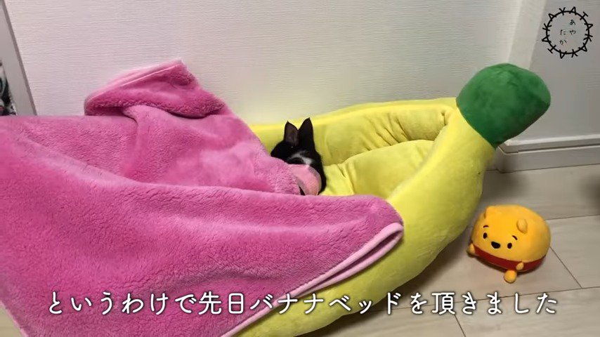 バナナベッドで眠るラッキーくん